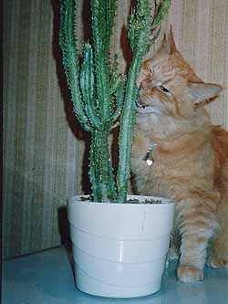 ��� ������ ������������� �����?