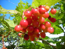 ������ ��� ������� ������